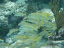 On the reef at Tobago Cays