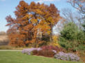 A Washington DC tree in the fall