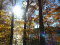 Lovely walk this afternoon hiking in fallen leaves around part of Liberty Lake Reservoir, near Owings Mills.