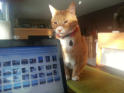 A bit of photo organizing with my friend Oliver, Anne-Marie's cat