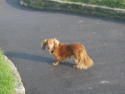 Sue's dog Sam out for a walk on Southsea Common